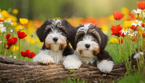 KI generated, animal, animals, mammal, mammals, bobtail, (Canis lupus familiaris), dog, dogs,