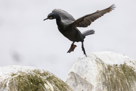 Common shag (Phalacrocorax aristotelis) hopping on a rock, Hornoya Island, Vardo, Varanger,