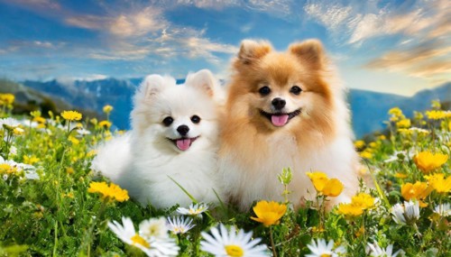 Ai generated, animal, animals, mammal, mammals, a, single animal, dwarf spitz, Spitz, (Canis lupus