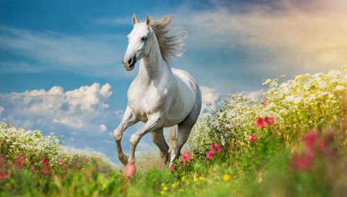 KI generated, A horse, horses, Arabian, in front of a blue sky, thoroughbred Arabian, AV, Arabian