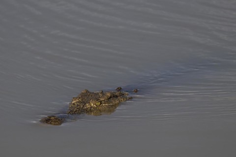 Nile crocodile (Crocodylus niloticus) Mziki Private Game Reserve, North West Province, South