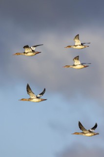 Red-breasted Merganser (Mergus serrator), small flock in flight, Laanemaa, Estonia, Europe