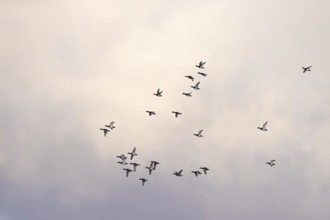 Greater scaup (Aythya marila), small flock in flight, Laanemaa, Estonia, Europe
