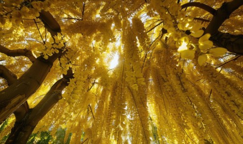 Laburnum blossoms forming a canopy of golden flowers AI generated