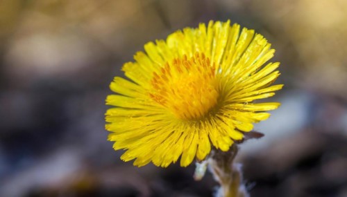 Close-up of a blooming coltsfoot flower in front of a blurred background, medicinal plant
