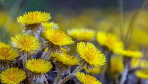 Coltsfoot flower heads in the natural environment of a field, medicinal plant coltsfoot, Tussilago
