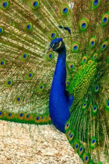 Detail of an Indian male peacock open because he is in heat looking for females, vertical photo