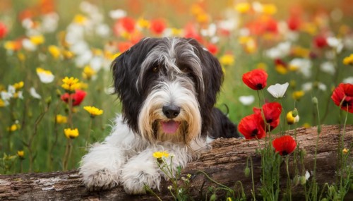 Ai generated, animal, animals, mammal, mammals, a, single animal, bobtail, (Canis lupus