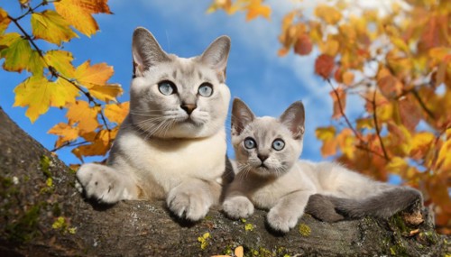 AI generated, animal, animals, mammal, mammals, cat, felidae (Felis catus), a cat and a kitten