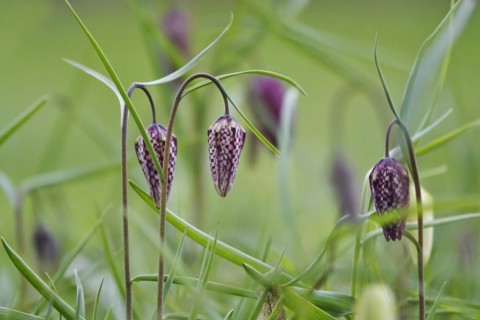 Charming chequerboard flower, spring, Germany, Europe
