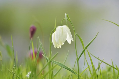 Charming chequerboard flower, spring, Germany, Europe