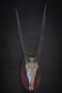 Hunting trophy of an antelope skull on a dark background, shot in 1912 in the former German South