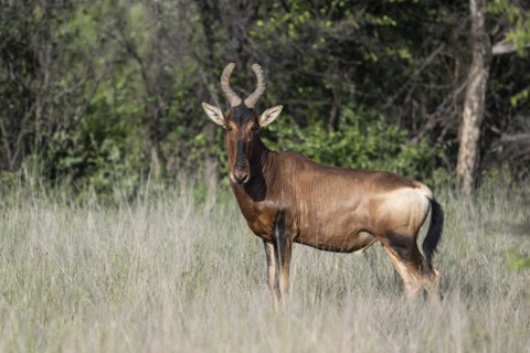 Red hartebeest (Alcelaphus buselaphus caama), Mziki Private Game Reserve, North West Province,