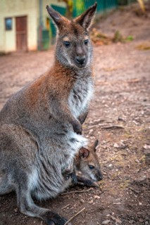 Red-necked wallaby (Macropus rufogriseus) with its offspring in the pouch, Eisenberg, Thuringia,