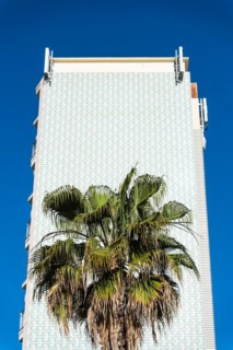 A palm tree in front of a high-rise facade in the Barceloneta neighbourhood of Barcelona, Spain,