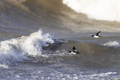 Common goldeneye (Bucephala clangula), two adult females in flight over surf, Laanemaa, Estonia,