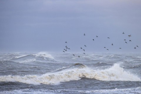 Greater scaup (Aythya marila), small flock in flight over turbulent sea, Laanemaa, Estonia, Europe