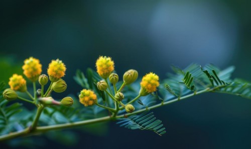 A close-up shot of Mimosa buds just beginning to bloom AI generated