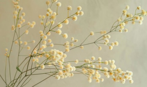 A detailed shot of Mimosa stems arranged in a vase AI generated