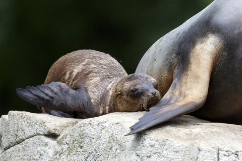 California sea lion (Zalophus californianus), An adult sea lion and a juvenile showing love and