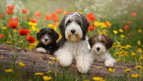 Ai generated, animal, animals, mammal, mammals, one, single animal, bobtail, (Canis lupus