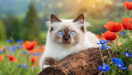AI generated, animal, animals, mammal, mammals, cat, felidae (Felis catus), a young cat resting on