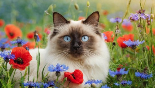KI generated, animal, animals, mammal, mammals, cat, felidae (Felis catus), a cat lies in a meadow