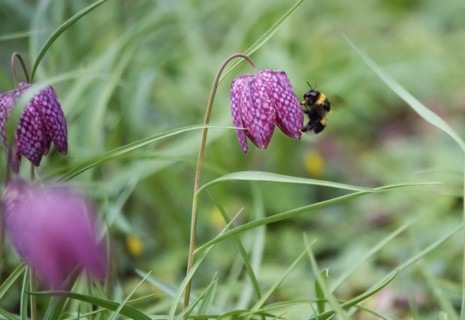 Charming chequerboard flower, spring, Germany, Europe
