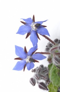 Borage on a white background