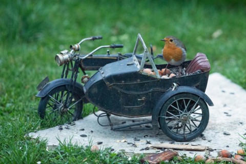 Robin on motorbike standing on stone slab in green grass looking from front left