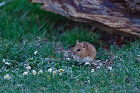 Wood mouse in green grass next to daisy standing left looking in front of tree trunk