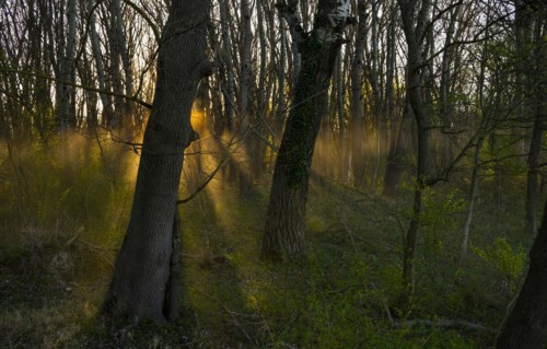 Morning atmosphere, sun, fog, forest, trees, Lower Austria