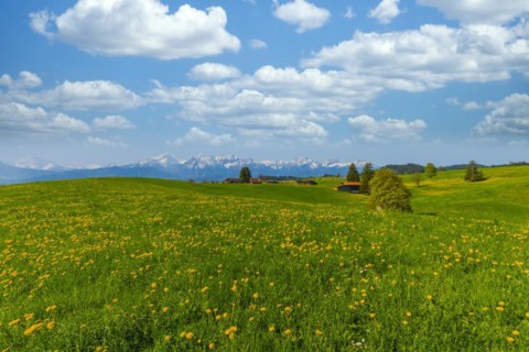 Common dandelion (Taraxacum sect. Ruderalia) in spring, meadow near Rieden am Forggensee,
