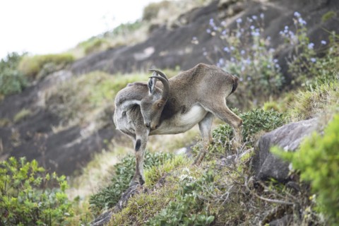 Nilgiri tahr (Nilgiritragus hylocrius, until 2005 Hemitragus hylocrius) or endemic goat species in