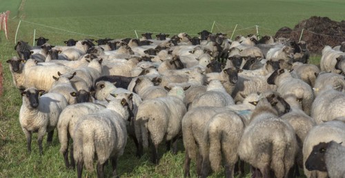 Black-headed domestic sheep (Ovis gmelini aries) waiting in the pen in front of the new pasture,
