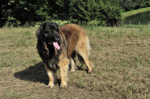 Leonberger Hund, A playful dog on a summery meadow under a blue sky, Leonberger Hund, Schwaebisch