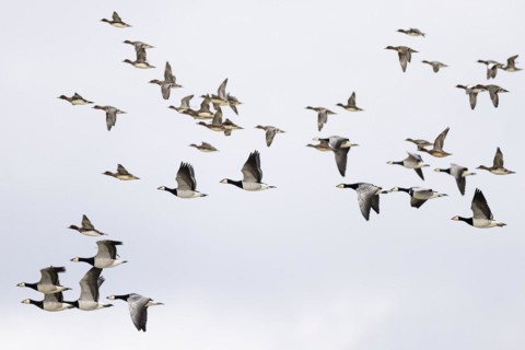 Barnacle goose (Branta leucopsis) and wigeon (Anas penelope), mixed flock in flight, Laanemaa,