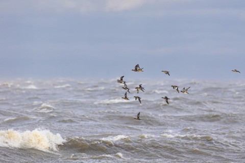 Eurasian wigeon (Anas penelope), small flock in flight over turbulent sea, Laanemaa, Estonia,