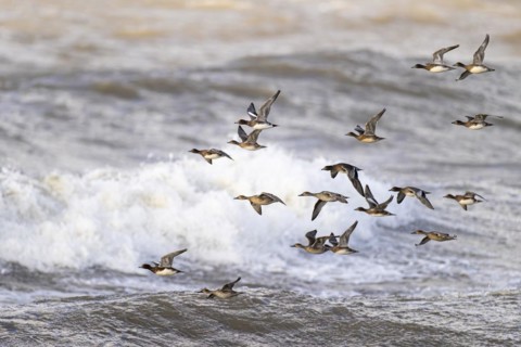 Eurasian wigeon (Anas penelope) and gadwall (Anas strepera), small flock in flight, Laanemaa,