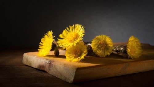 Coltsfoot flowers depicted on a wooden board with soft shadows in a blurred mood, medicinal plant
