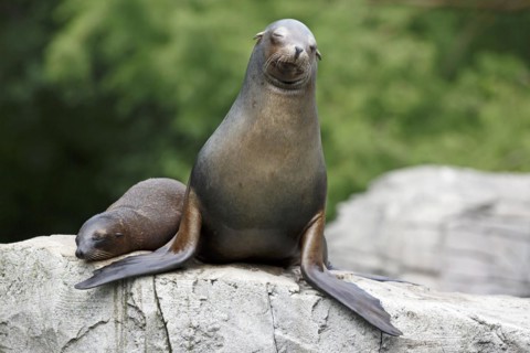 California sea lion (Zalophus californianus), An adult sea lion and a juvenile relaxing together on