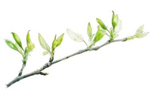 Tree sprout with coins growing from its buds, watercolor illustration on white background AI