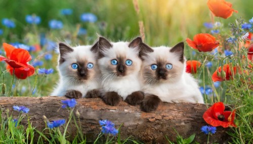 KI generated, animal, animals, mammal, mammals, cat, felidae (Felis catus), three cats resting on a