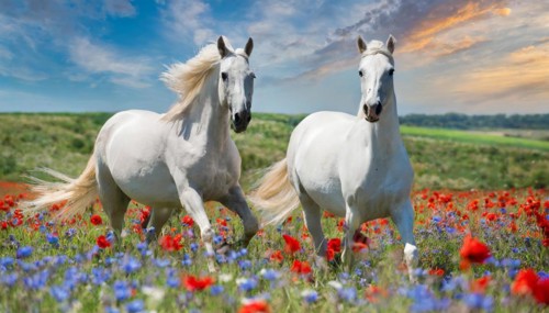 KI generated, A horse, horses, Arabian, in front of a blue sky, thoroughbred Arabian, AV, Arabian