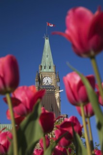 Close-up of Peace Tower with clock face through red Tulipa, Tulips in spring, Parliament Hill,