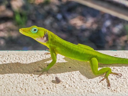 Jardin Botaniqu de Deshaies, botanical garden with flora and fauna in Guadeloupe, Caribbean, French