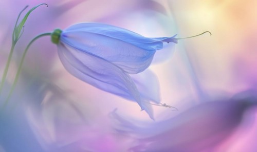 Close-up of a bellflower in soft light, closeup view, selective focus, spring background AI