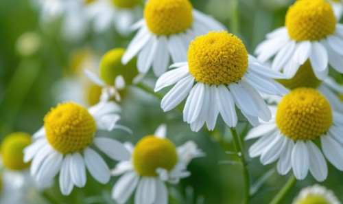 Close-up of chamomile flowers, selective focus AI generated