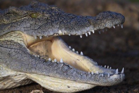 Nile crocodile (Crocodylus niloticus) Mziki Private Game Reserve, North West Province, South