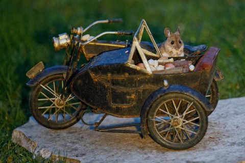 Wood mouse holding nut in hands in motorbike sitting on stone slab in green grass looking from the